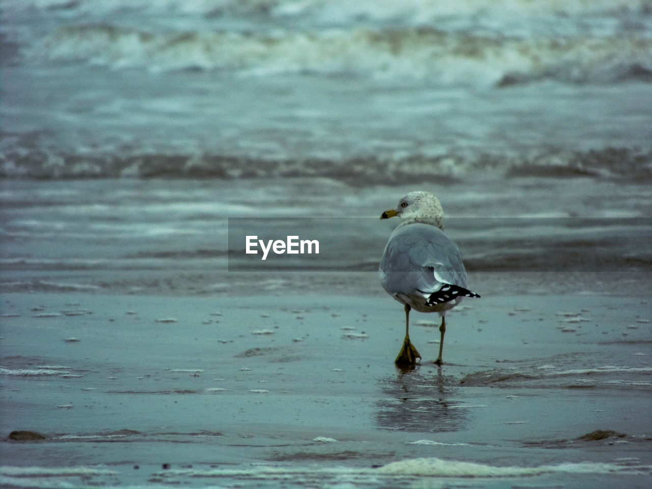 BIRD PERCHING ON WATER