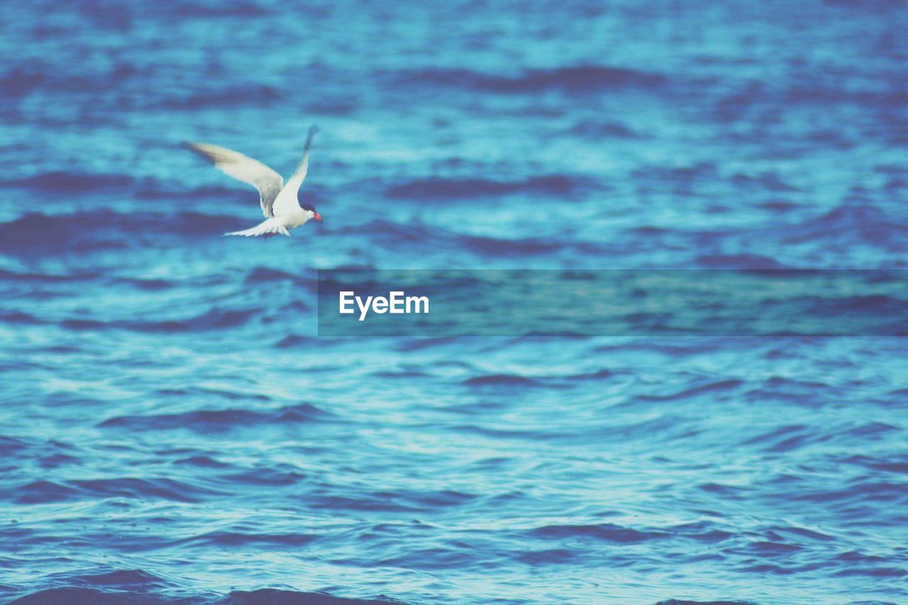 Seagull flying over sea