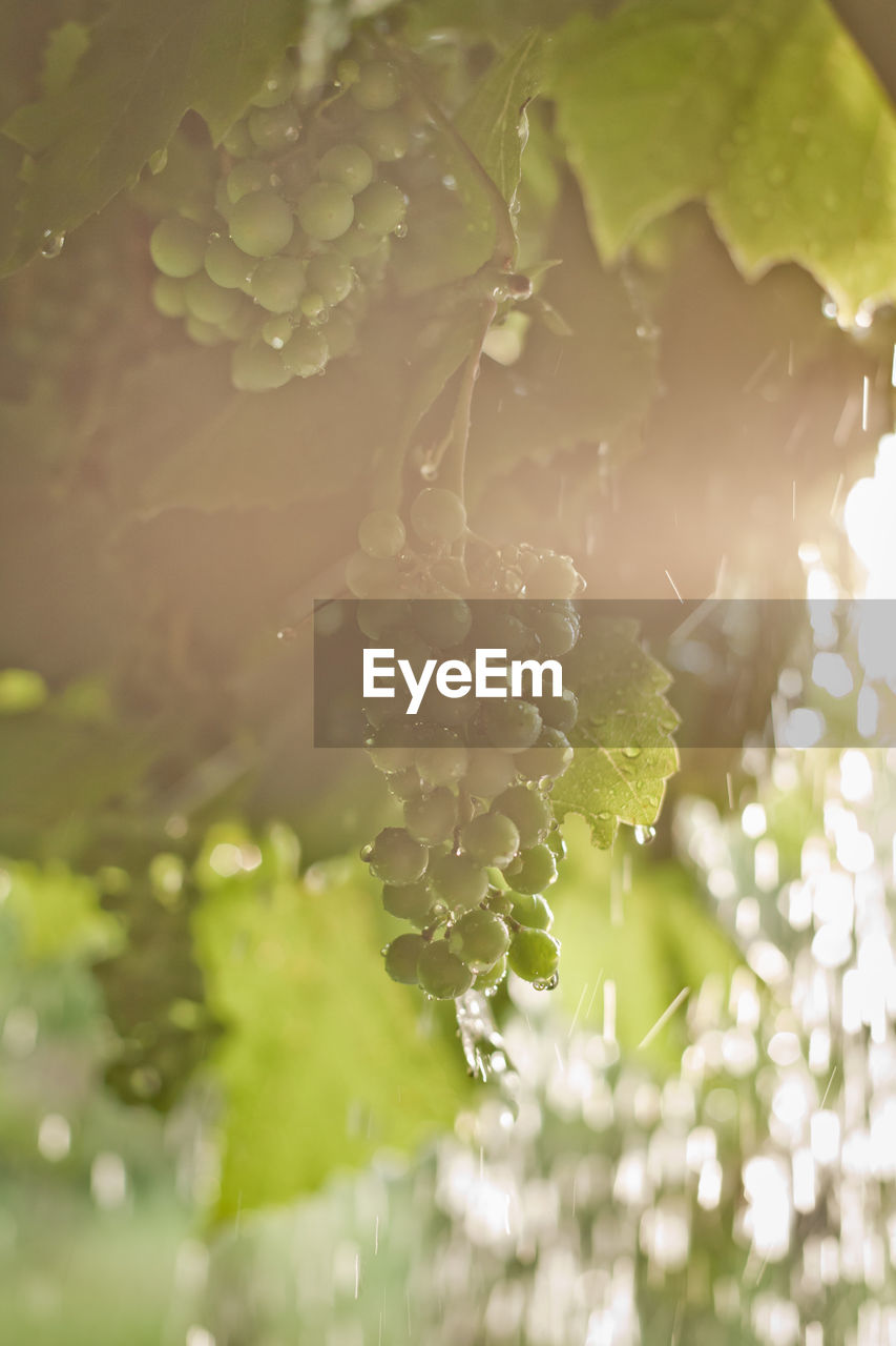 Wet grapes in the rain. unripe white grapes on the background of afternoon summer rain. 