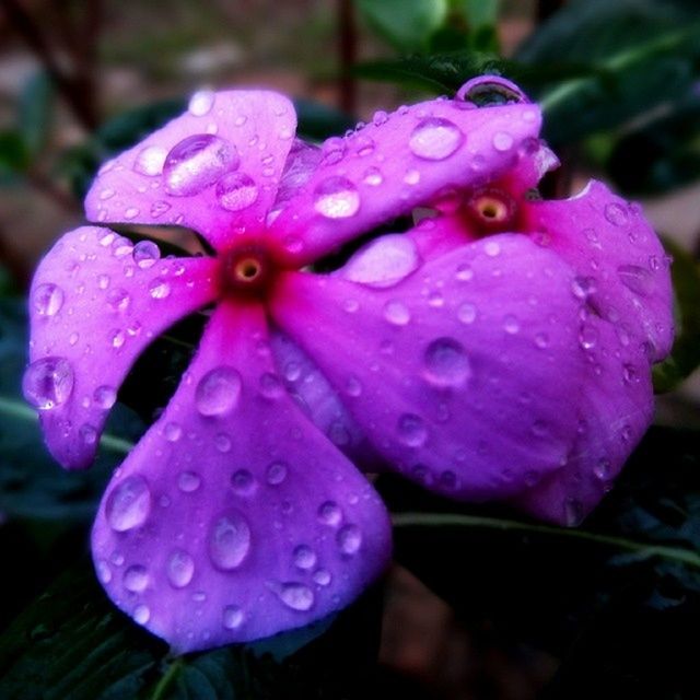 CLOSE-UP OF WATER DROPS ON PINK FLOWERS