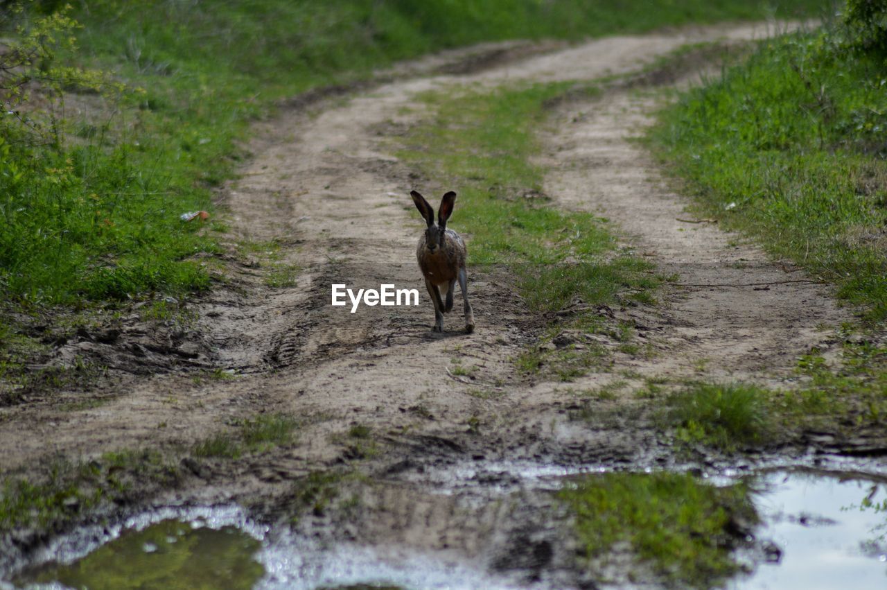 Rabbit on dirt road