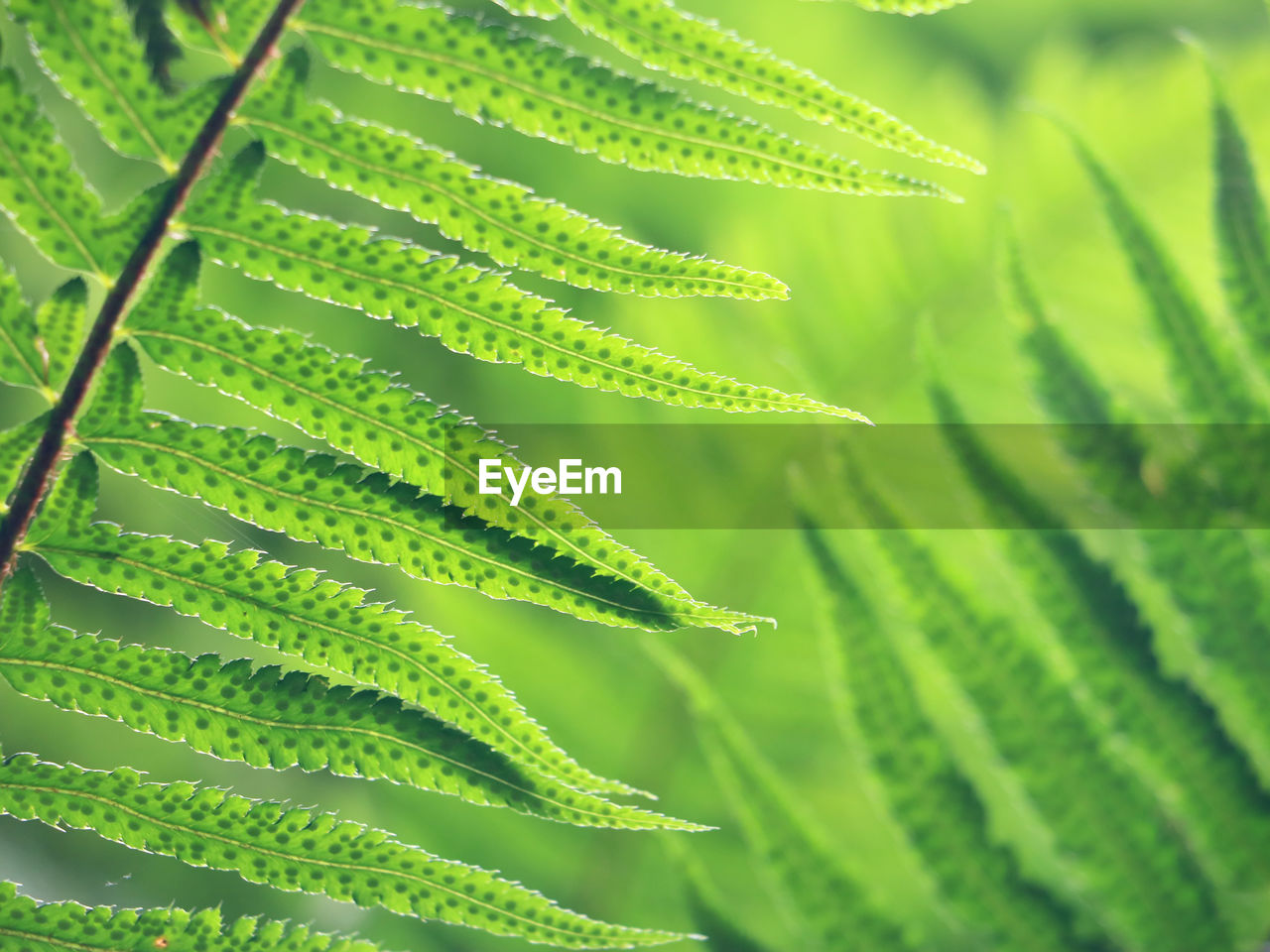green, plant, leaf, plant part, growth, nature, beauty in nature, no people, close-up, ferns and horsetails, freshness, plant stem, environment, backgrounds, flower, outdoors, land, agriculture, lush foliage, botany, foliage, grass, food and drink, macro photography, environmental conservation, food, tree, day, field, fern, healthcare and medicine, vibrant color, selective focus, tropical climate, sunlight, full frame, pattern, focus on foreground, summer, frond
