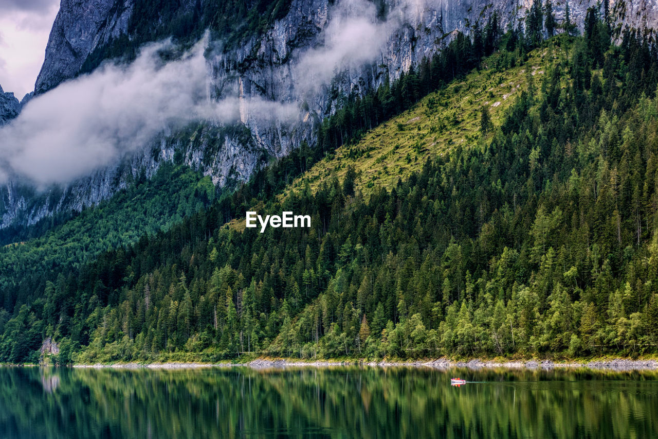 PANORAMIC VIEW OF PINE TREES BY LAKE