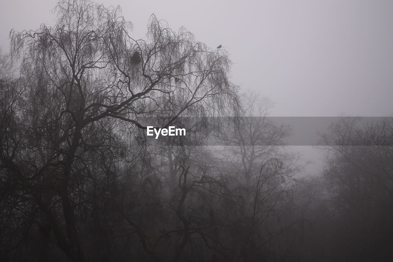 LOW ANGLE VIEW OF SILHOUETTE BARE TREES AGAINST SKY