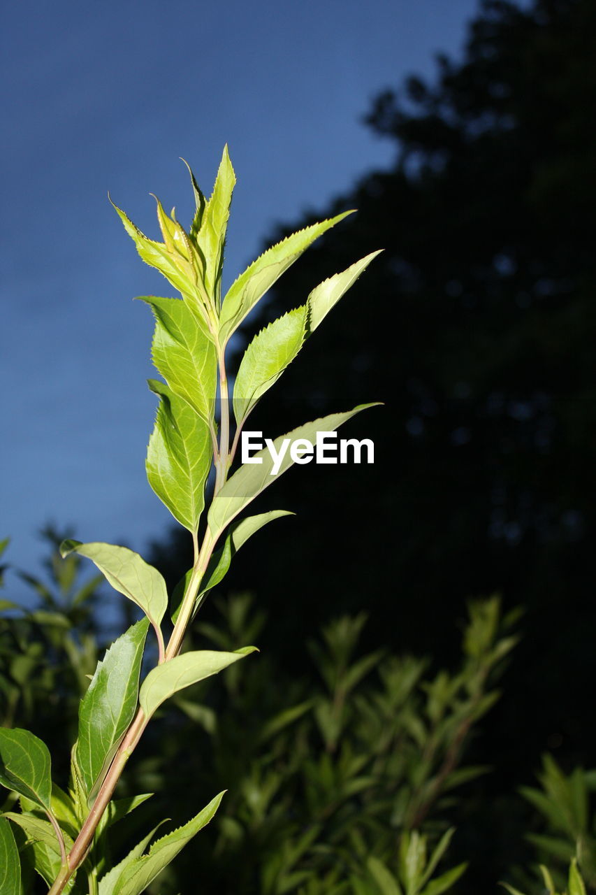 LOW ANGLE VIEW OF LEAVES ON PLANT AGAINST SKY