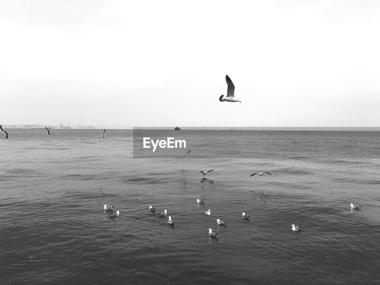 Seagulls swimming in sea against clear sky