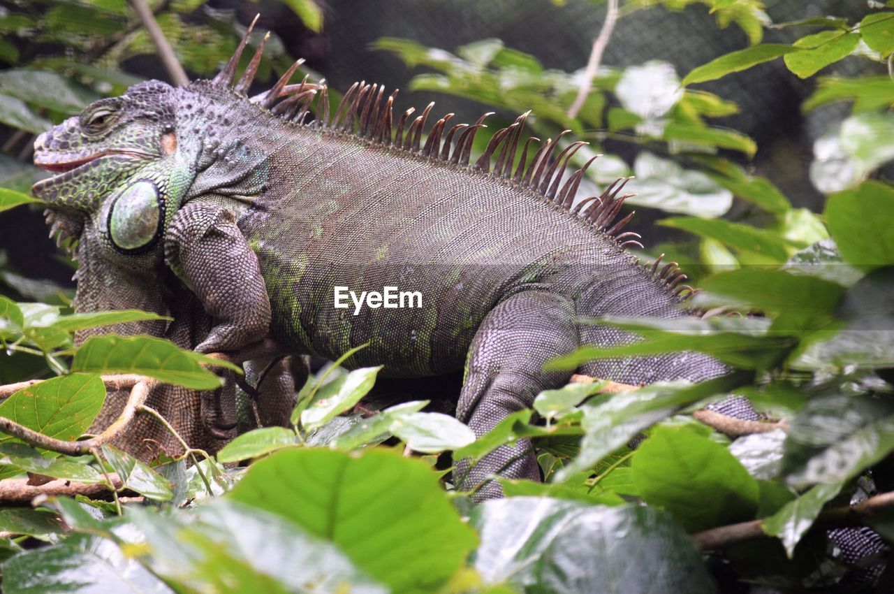 Close-up of iguana on plant