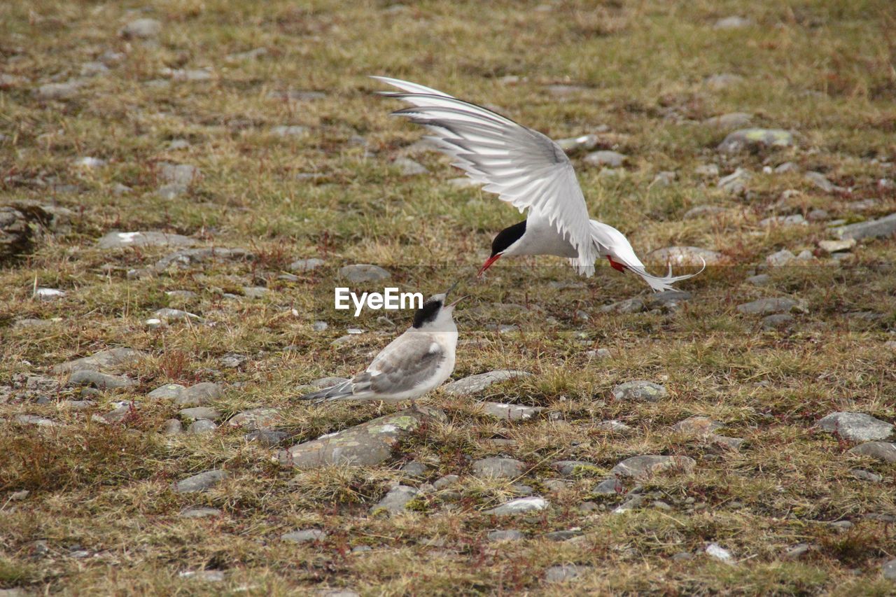 BIRD FLYING OVER GROUND