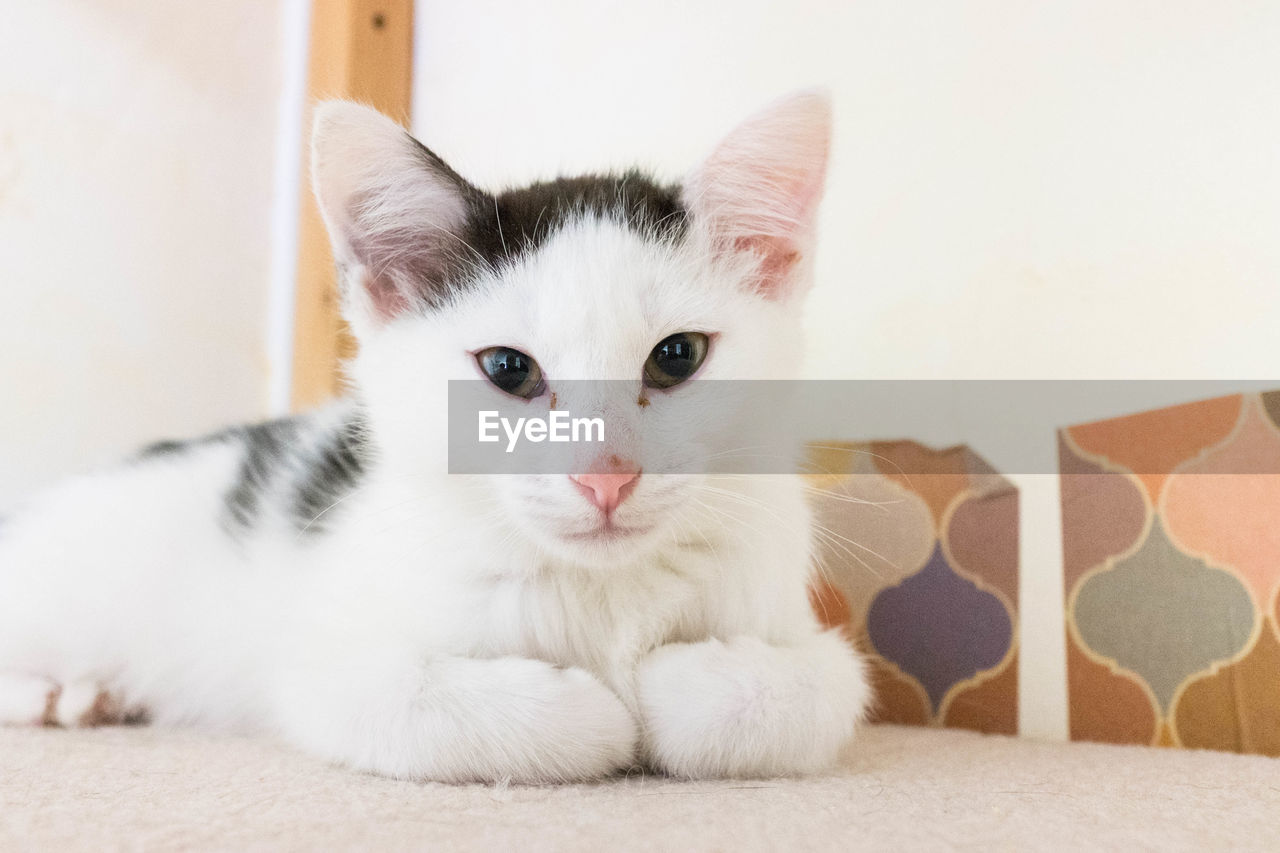 Close-up portrait of white cat at home