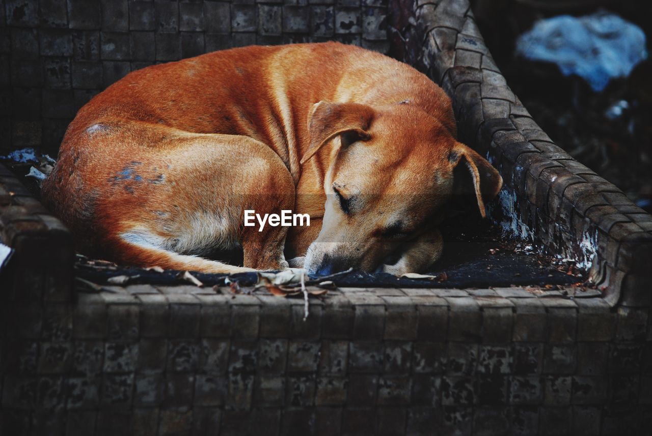 DOG SLEEPING IN A BASKET