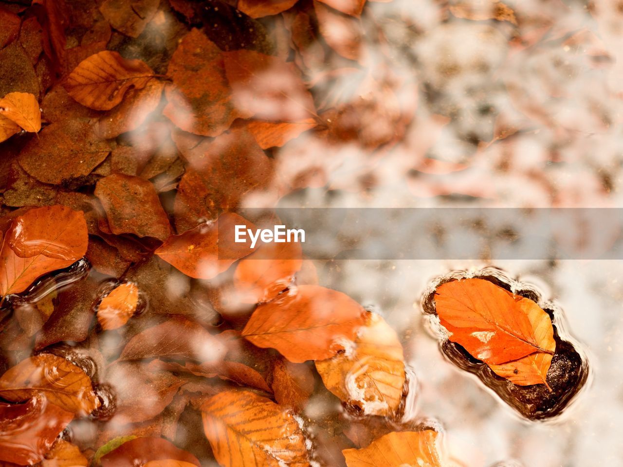 Fallen beech leaves and stones in water of mountain river, first leaves bellow water level. 