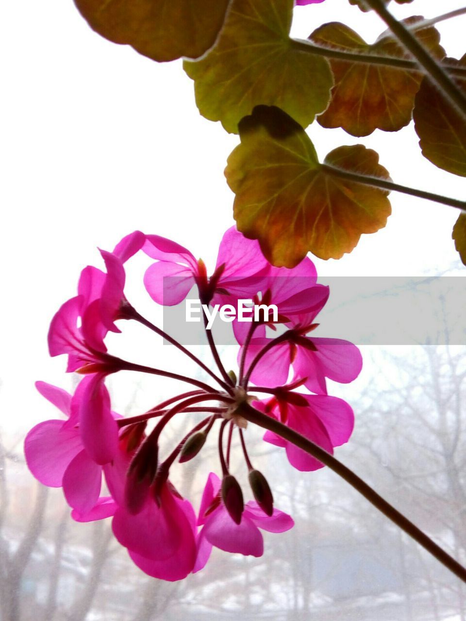 CLOSE-UP OF PINK FLOWERS ON PLANT