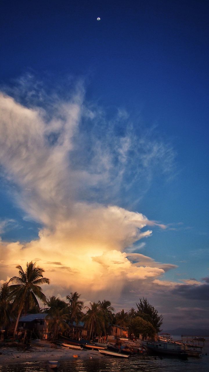 Scenic view of palm trees against sky during sunset