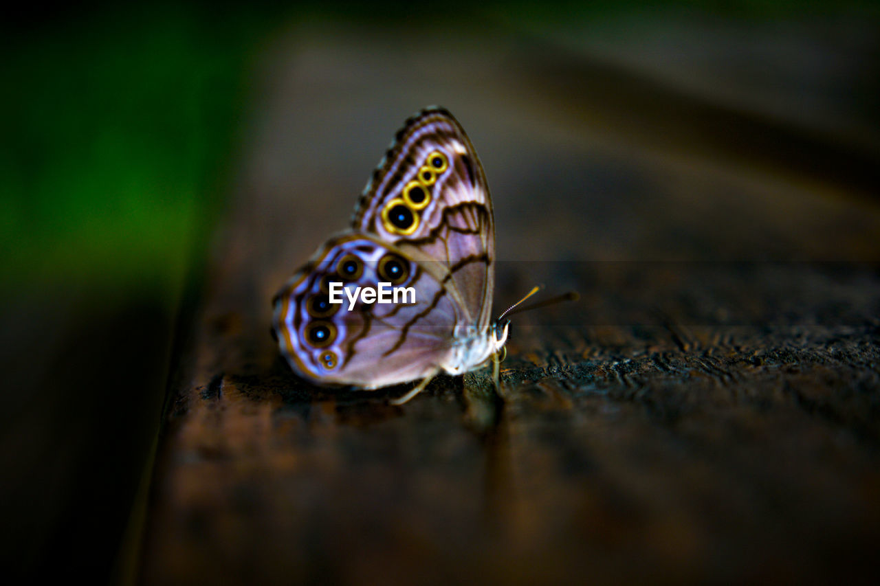 CLOSE-UP OF BUTTERFLY ON PLANT