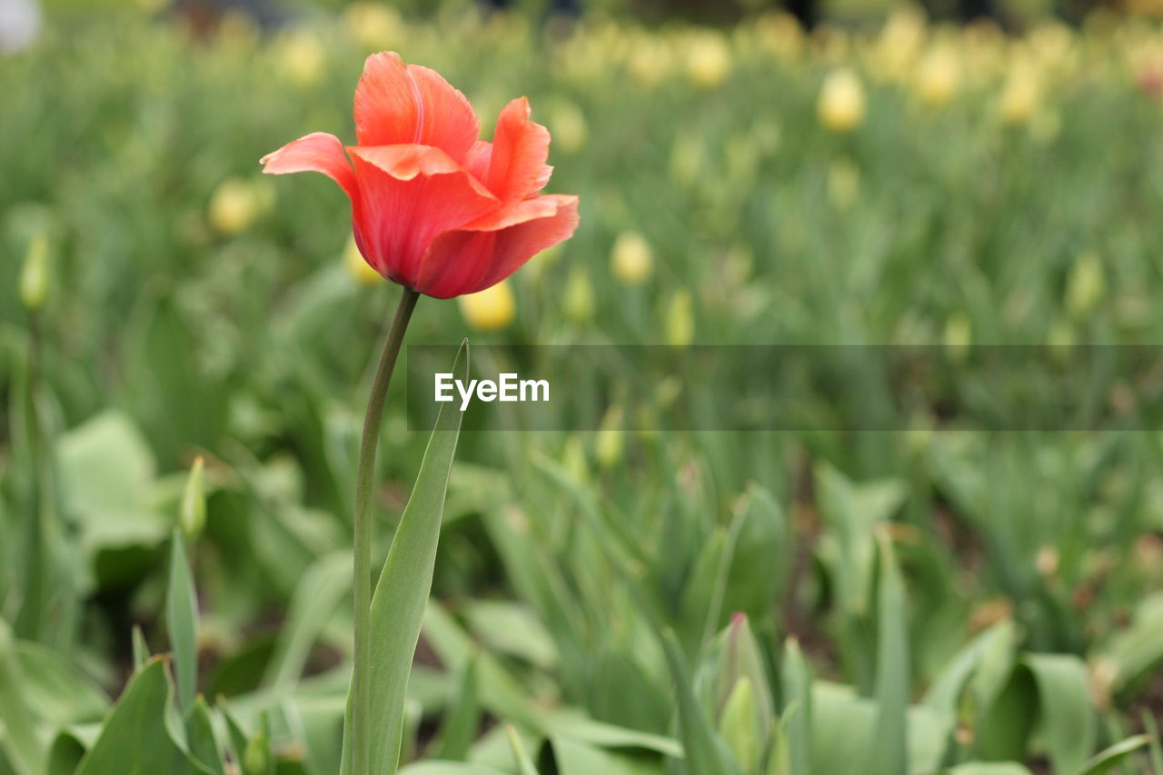 CLOSE-UP OF RED FLOWERS BLOOMING