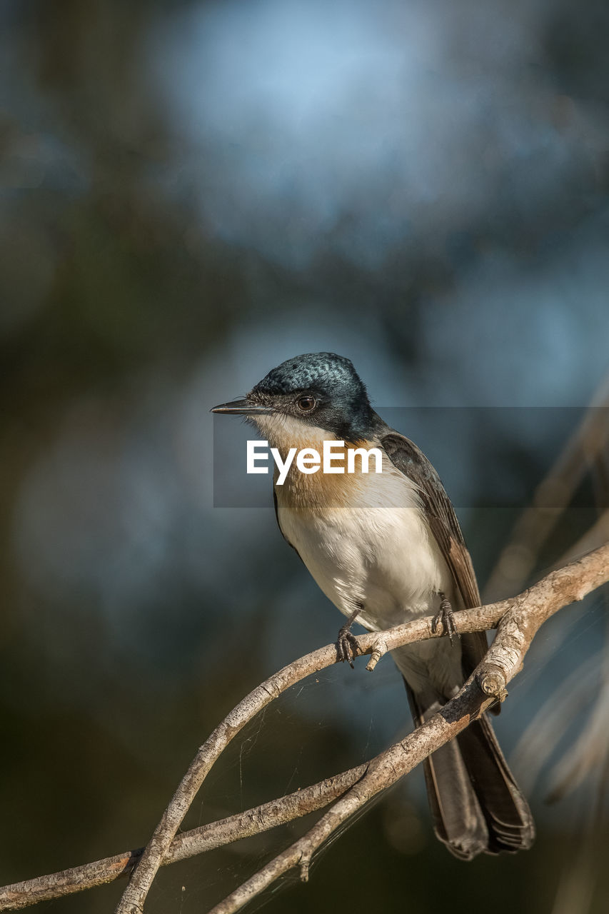 LOW ANGLE VIEW OF BIRD PERCHING ON TWIG