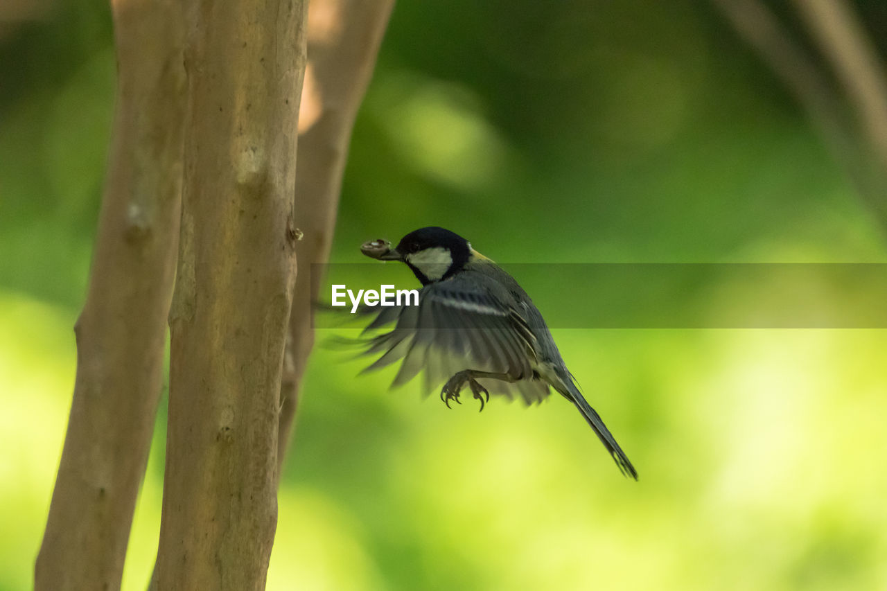 BIRD PERCHING ON BRANCH