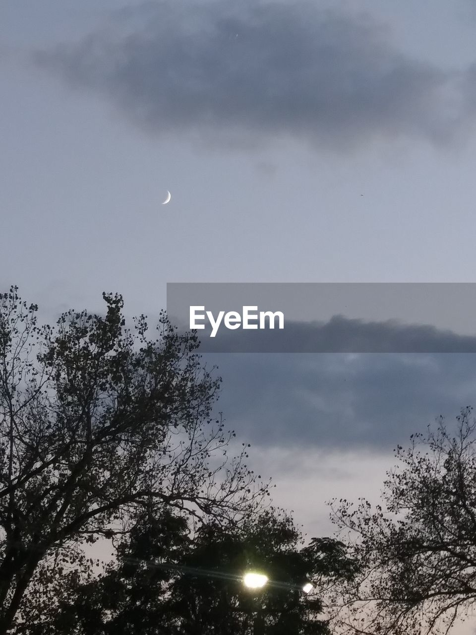 LOW ANGLE VIEW OF SILHOUETTE TREES AGAINST SKY