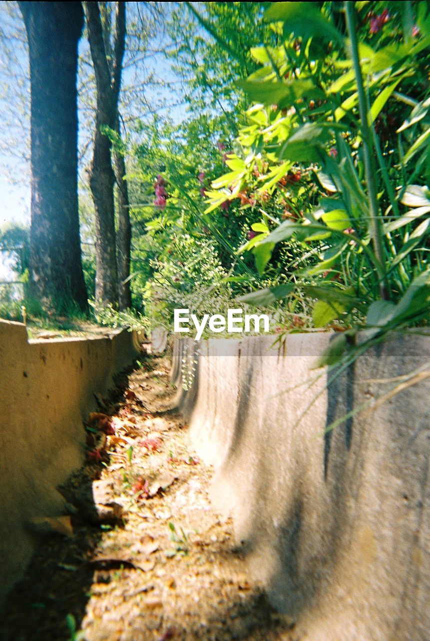 CLOSE-UP OF PLANTS GROWING ON LAND