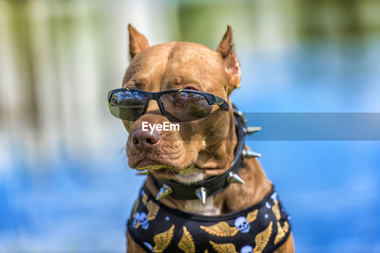 CLOSE-UP OF DOG LOOKING AWAY OUTDOORS