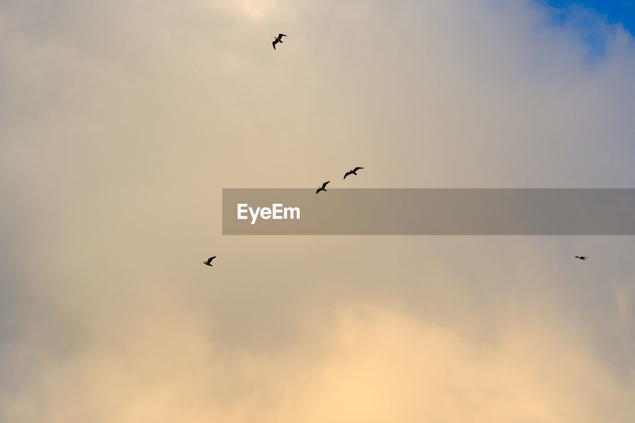 BIRDS FLYING IN THE SKY