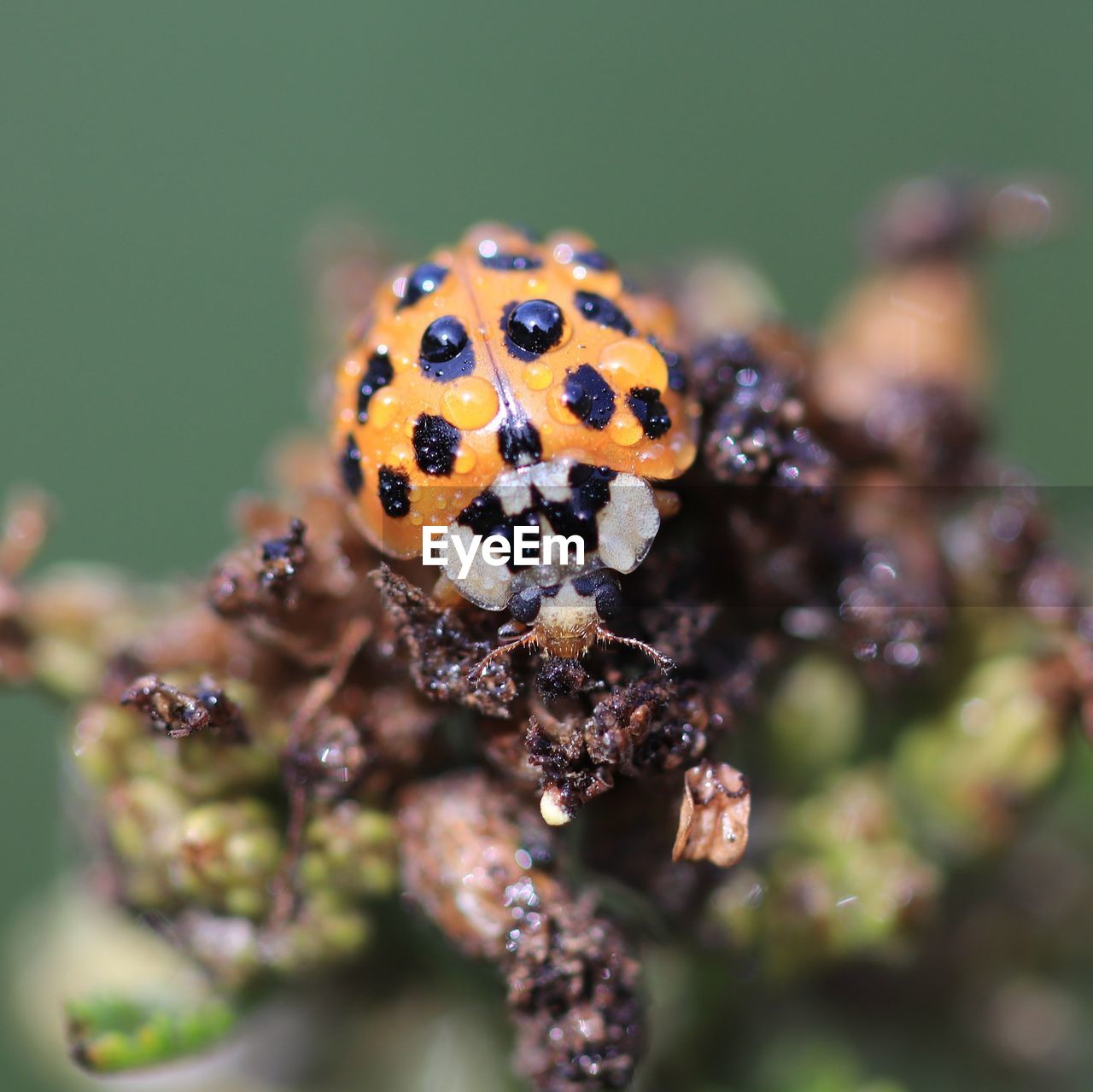 CLOSE-UP OF A LADYBUG ON PLANT