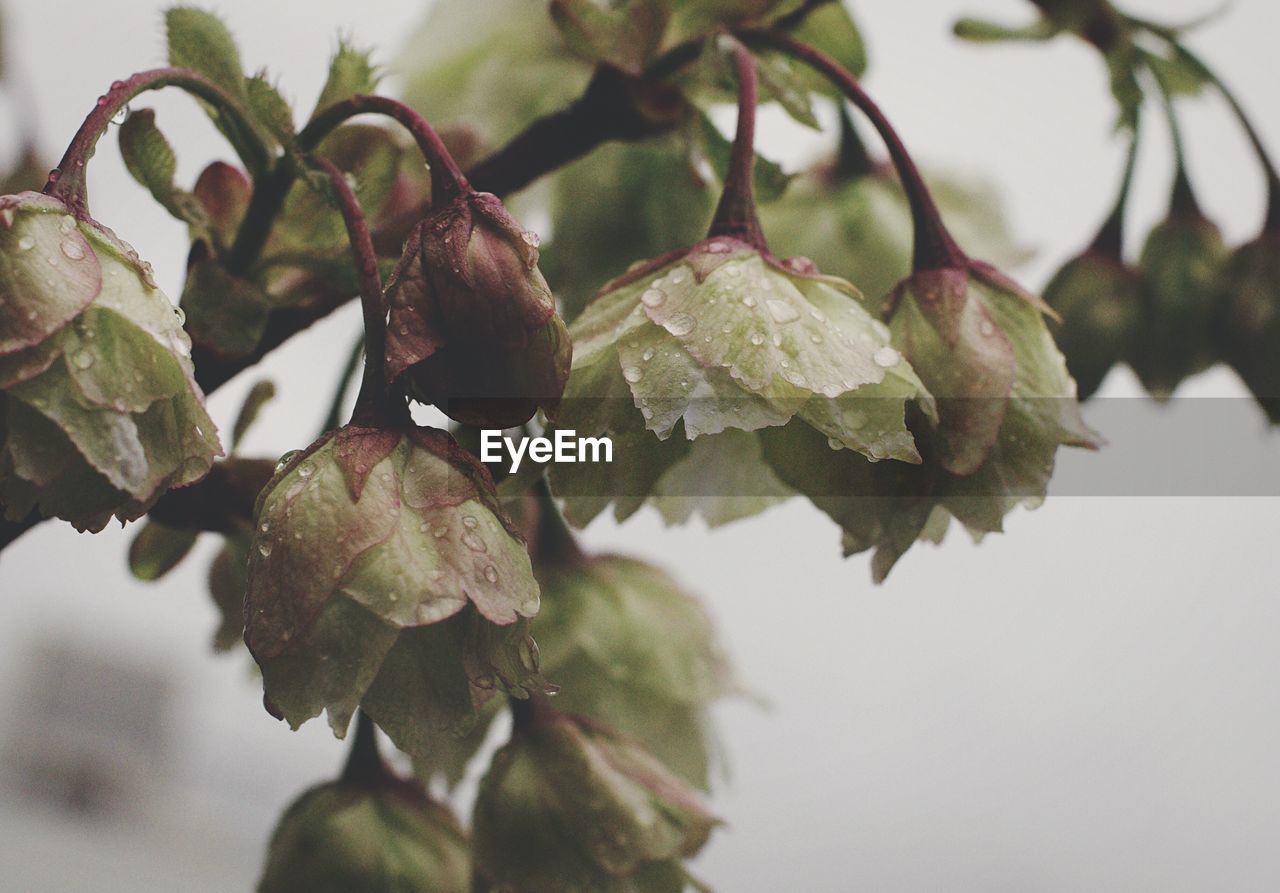 Close up of leaves