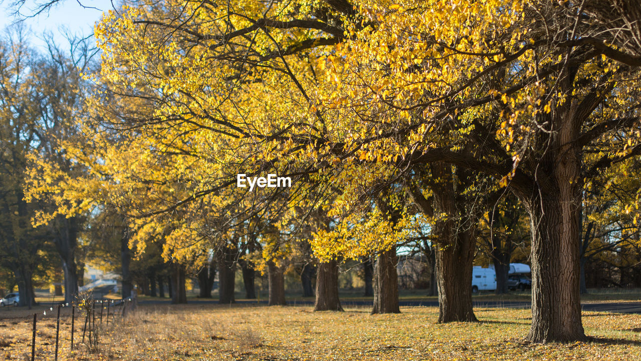 Trees in park during autumn