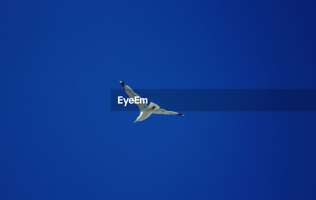 Low angle view of seagull flying in sky