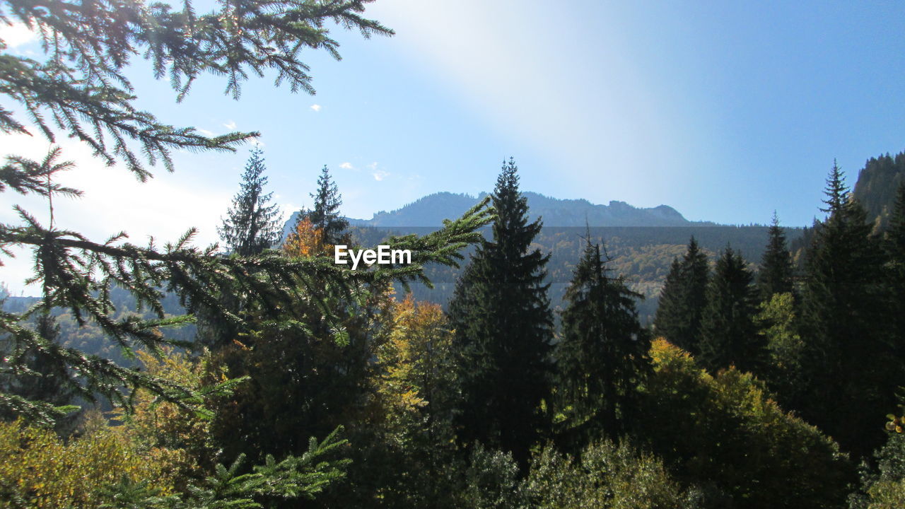 PANORAMIC VIEW OF FOREST AGAINST SKY