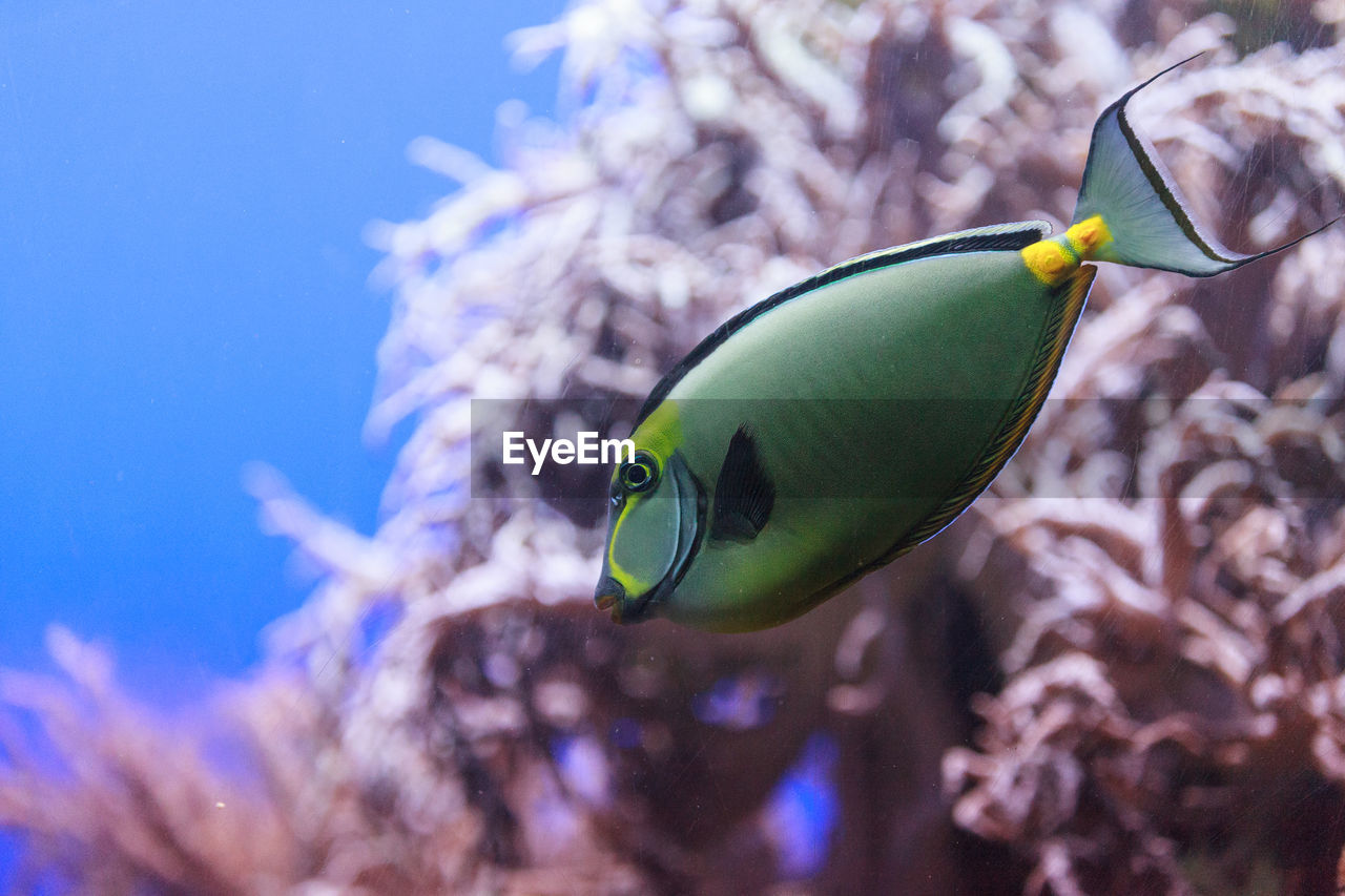 Close-up side view of naso tang fish in water