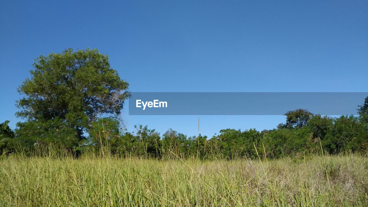 Trees on field against clear blue sky