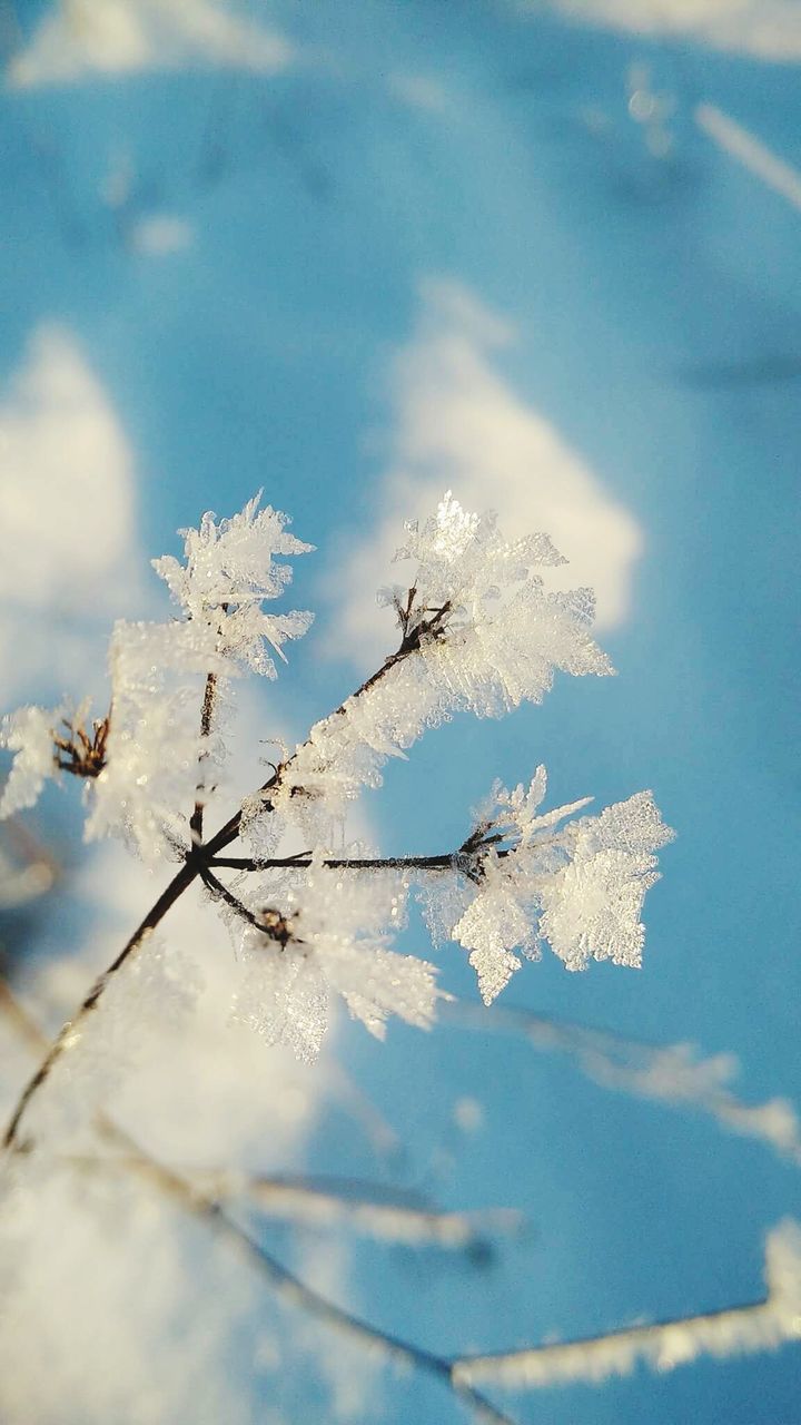 CLOSE-UP OF SNOW ON TWIG