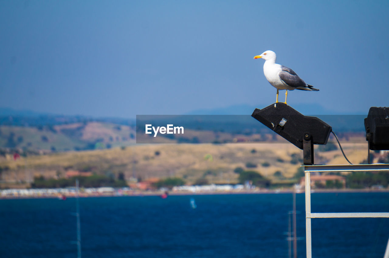 SEAGULL PERCHING ON SEA AGAINST SKY