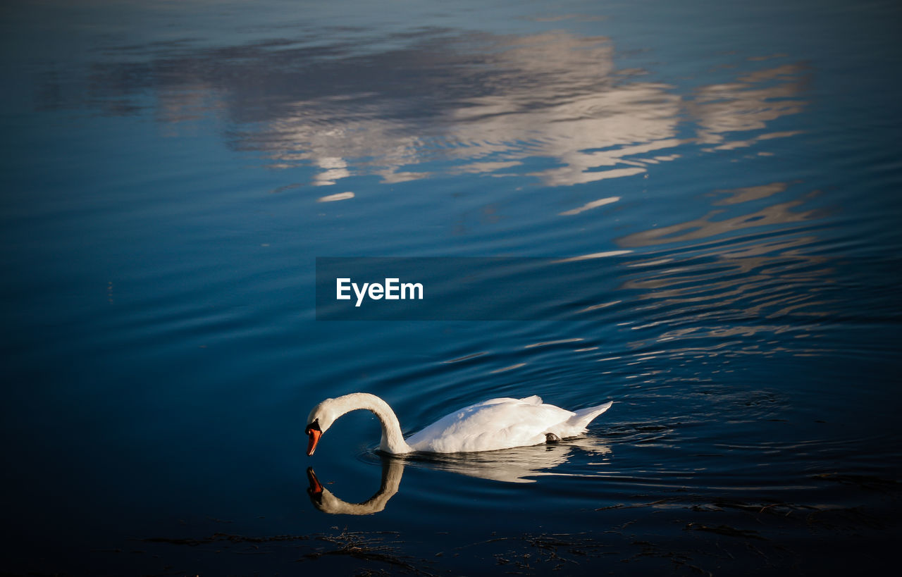 High angle view of swan swimming on lake