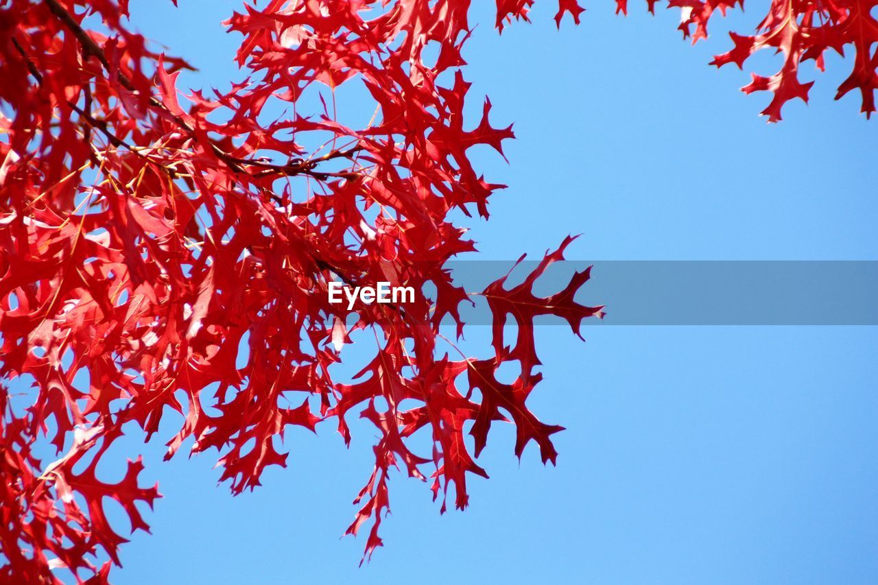 Low angle view of autumn tree against clear sky