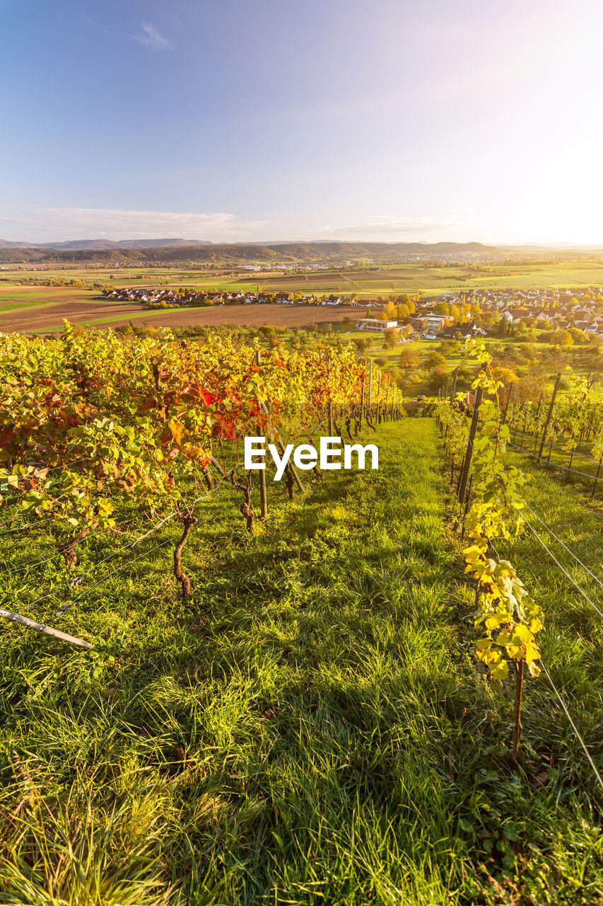 PLANTS GROWING IN VINEYARD