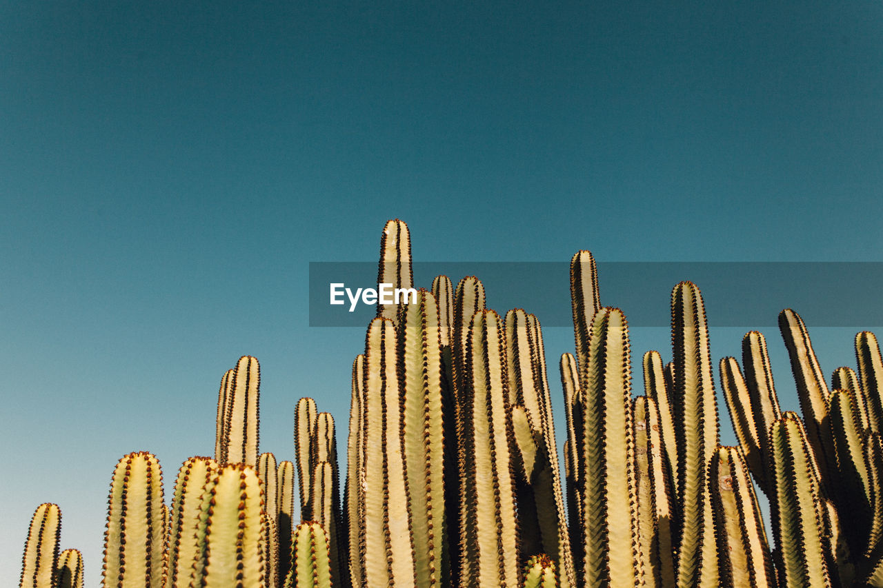 Low angle view of cactus against clear blue sky