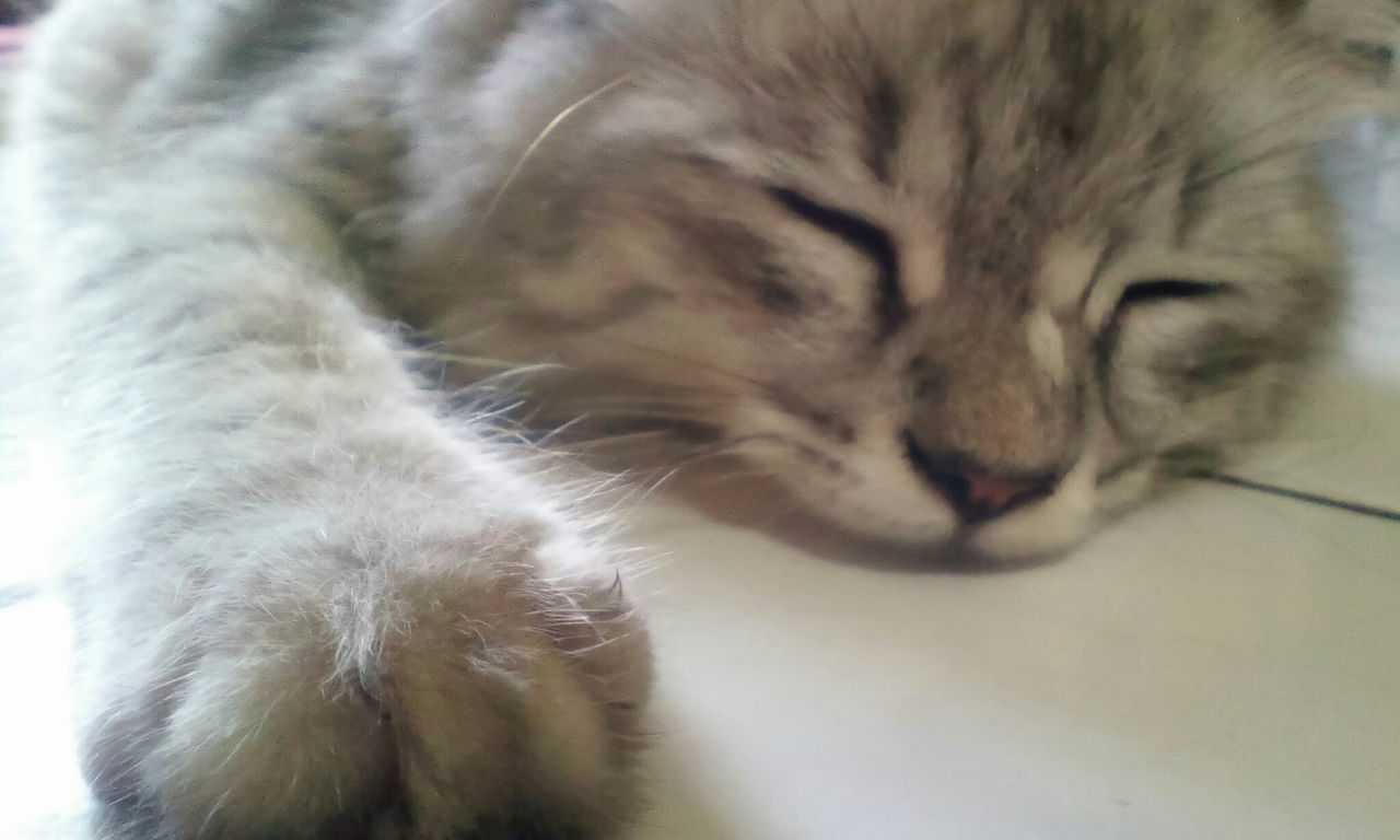 Close-up of cat sleeping