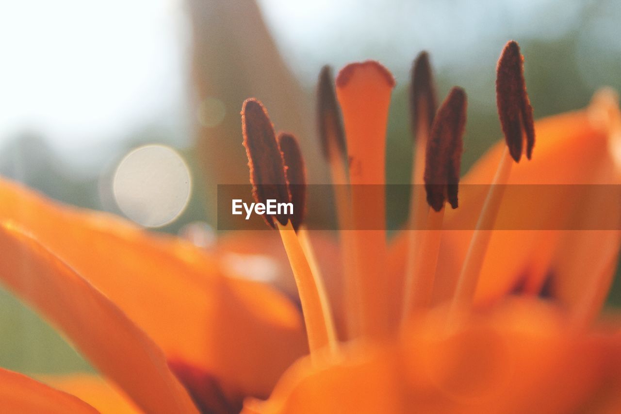 Close-up of orange flower