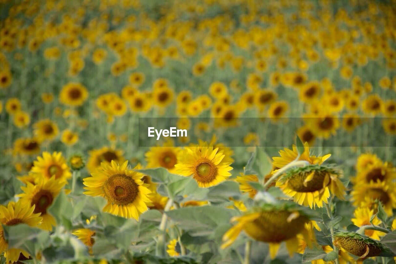 Close-up of yellow flowers blooming in field