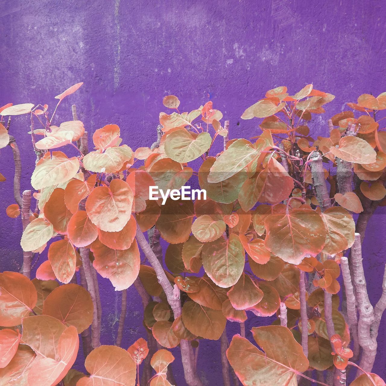 CLOSE-UP OF FLOWERS ON WATER