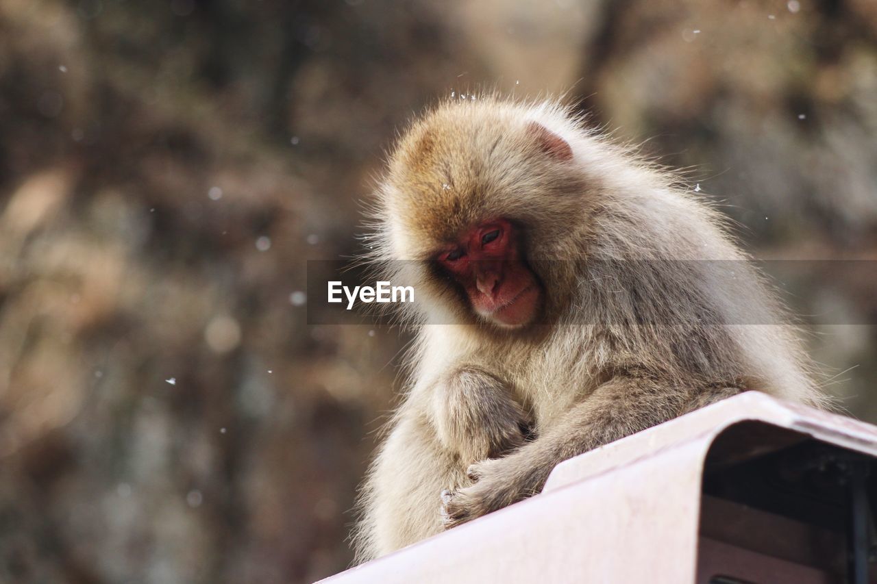 Low angle view of japanese macaque during snowfall