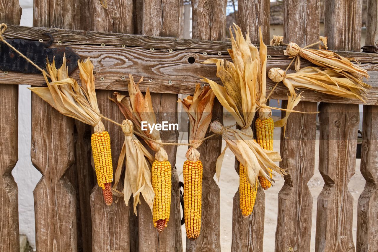 Close-up of corn hanging on wooden fence