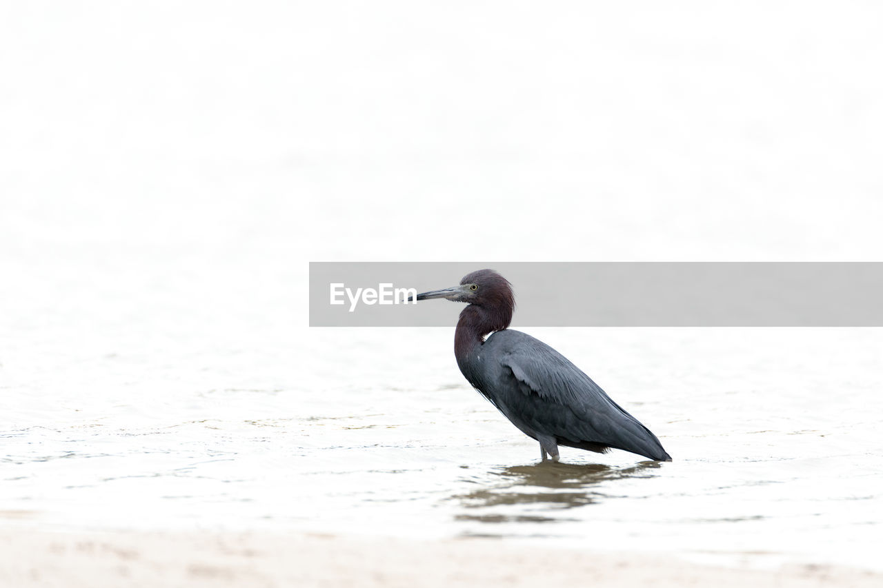 BIRD PERCHING ON WATER