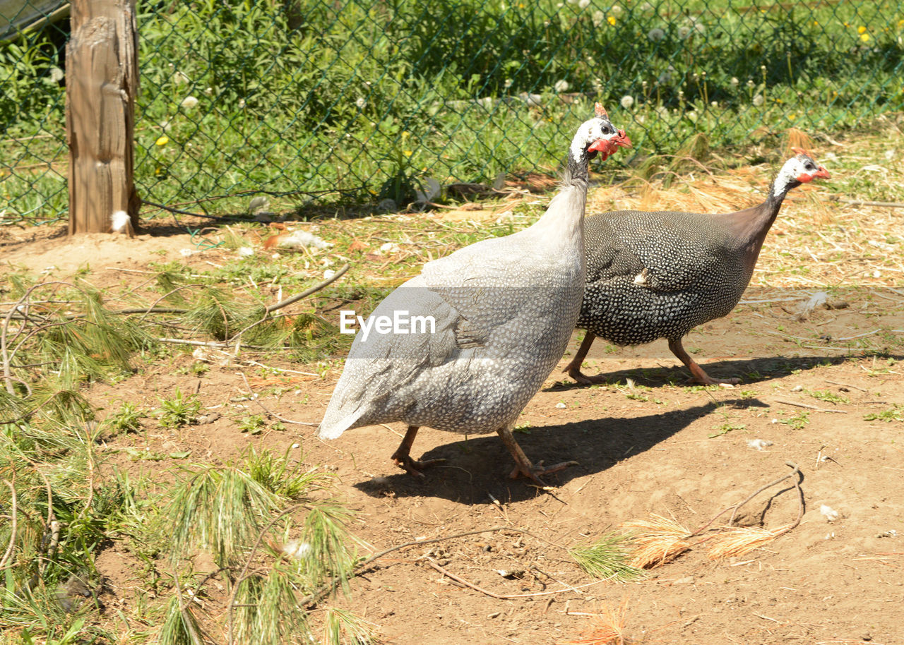 MALLARD DUCK ON FIELD