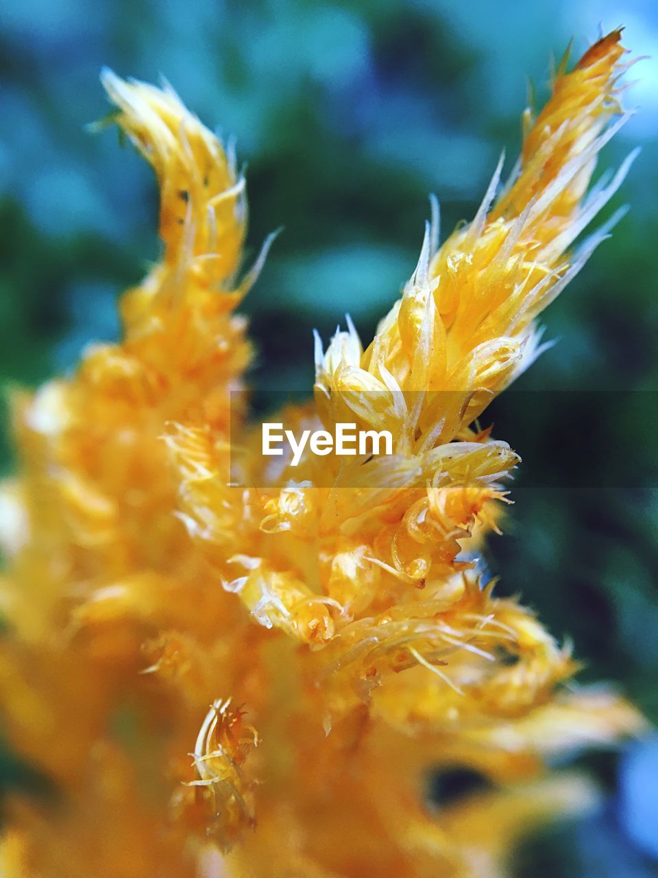 CLOSE-UP OF YELLOW FLOWER BLOOMING OUTDOORS