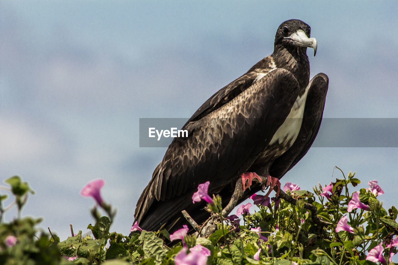 LOW ANGLE VIEW OF EAGLE PERCHING ON FLOWER