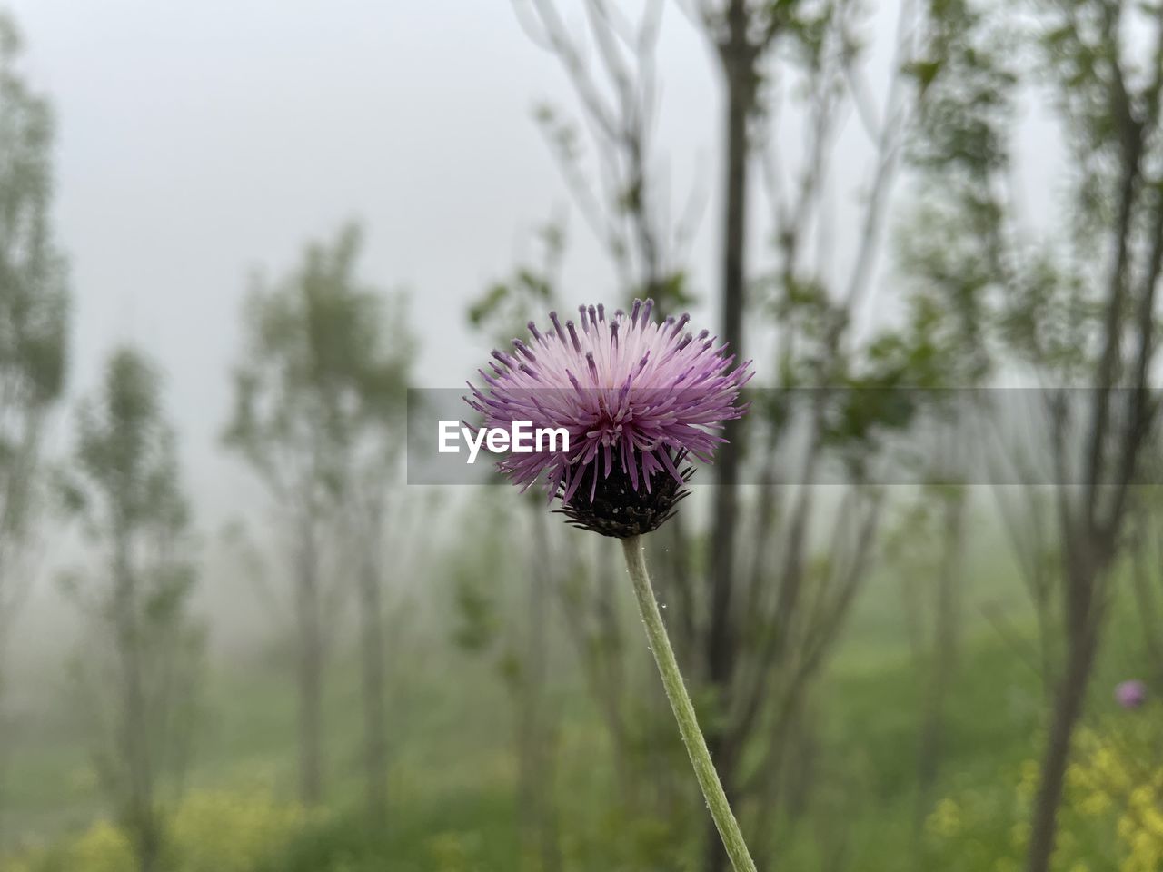 plant, flower, flowering plant, nature, freshness, beauty in nature, growth, fragility, focus on foreground, prairie, meadow, flower head, purple, inflorescence, field, grass, close-up, land, no people, tree, thistle, plant stem, wildflower, blossom, springtime, outdoors, day, petal, botany, environment, tranquility, sky, macro photography, landscape, pink