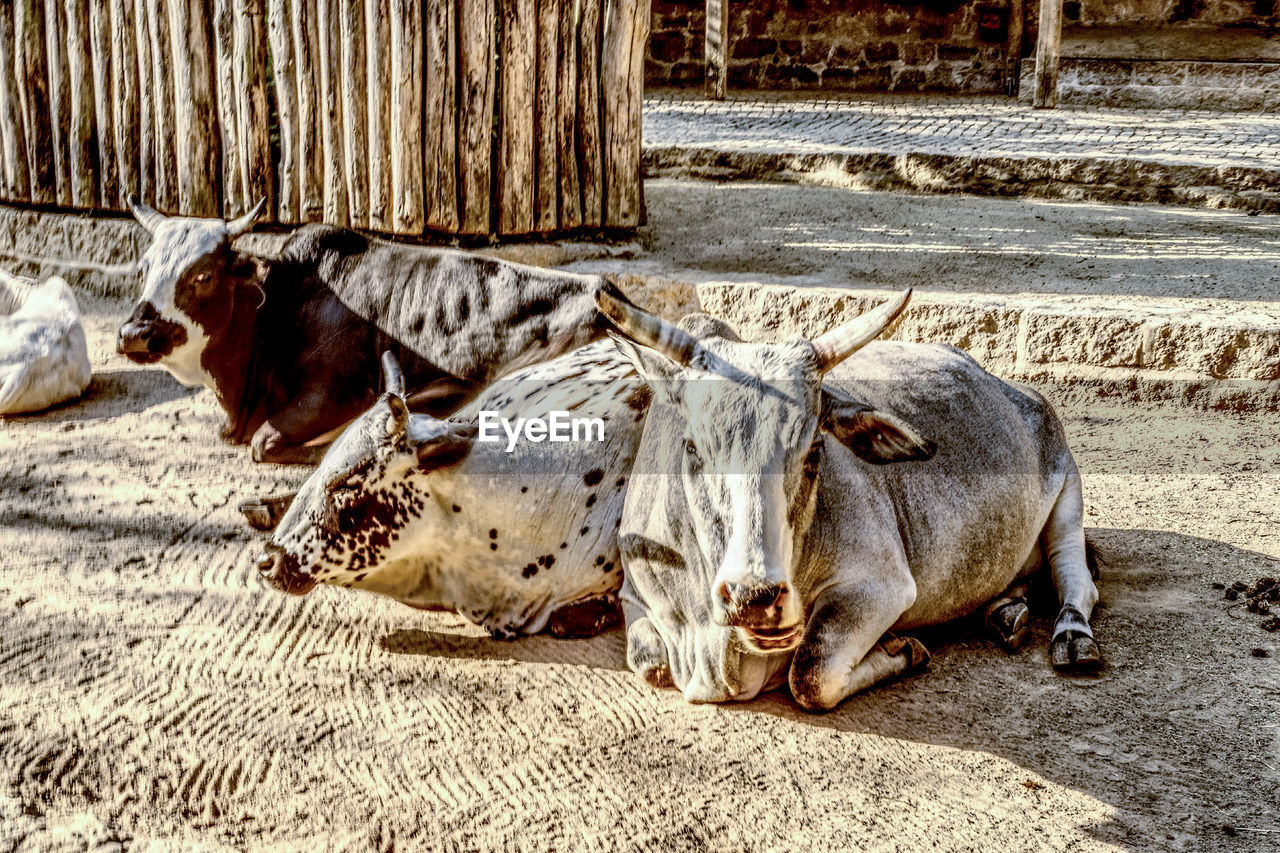 CLOSE-UP OF SHEEP LYING